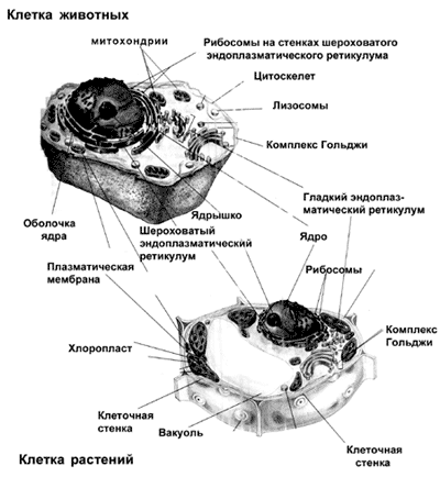 Рис. 2. Строение клеток эукариот