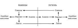 Описание: C:Documents and SettingsAdminРабочий столScreenHunter_042.bmp