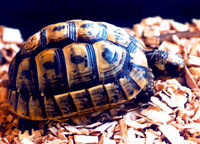  ,   (Testudo graeca), , 