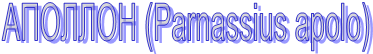  (Parnassus apolo)  