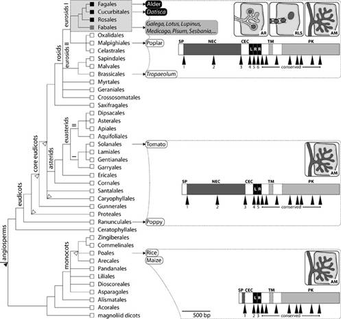   SYMRK        .     .     ,       (  ).       ,     .    ,    ,     ,    .       : AR = , RLS = , AM = .        SYMRK.   : NEC, LRR    () ; TM   ; PK  - () . (.     PLoS Biology)