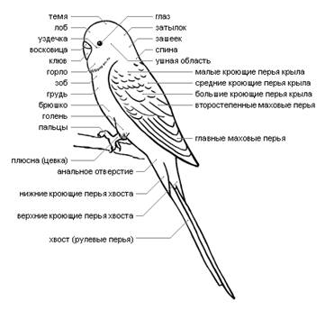 : parrot.gif