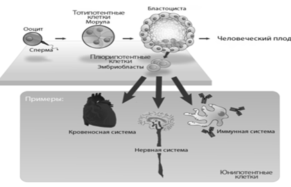 Иерархия стволовых клеток.