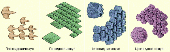 Различные типы чешуи